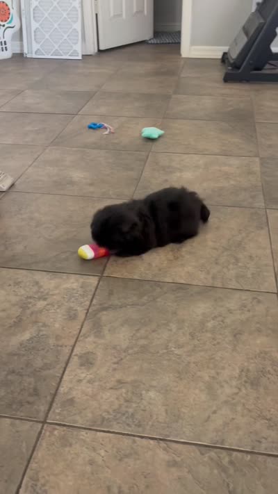 Penny , a female Shih Tzu for sale in Avondale, AZ – 2 of 2