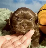 Milk chocolate , a male Shih Tzu for sale in Avondale, AZ – 1 of 2