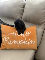 Penny , a female Shih Tzu for sale in Avondale, AZ – 2 of 2