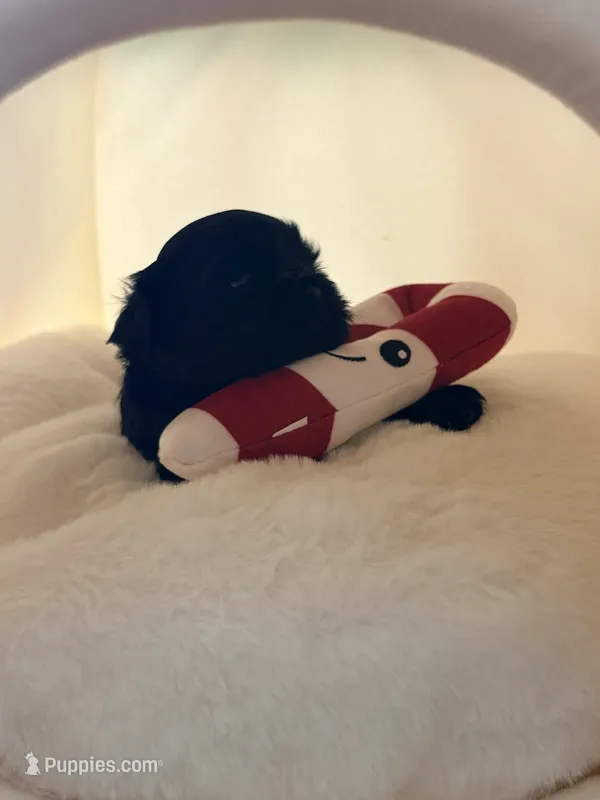 Barbara  – Shih Tzu puppy for sale in Avondale, AZ