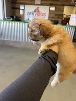 Carrot cake , a female Shih Tzu for sale in Surprise, AZ – Photo 3 of 3