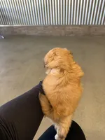 Carrot cake , a female Shih Tzu for sale in Surprise, AZ – Photo 2 of 3