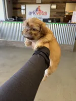 Carrot cake , a female Shih Tzu for sale in Surprise, AZ – Photo 1 of 3