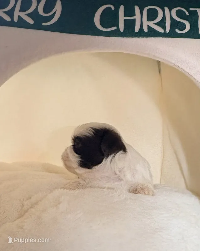 Delores  – Shih Tzu puppy for sale in Avondale, AZ