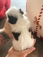 Delores , a female Shih Tzu for sale in Avondale, AZ – 4 of 4