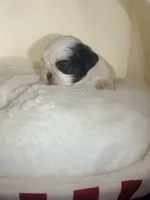 Delores , a female Shih Tzu for sale in Avondale, AZ – 2 of 4