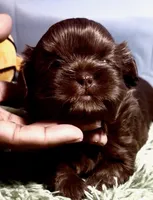 Dark chocolate , a male Shih Tzu for sale in Avondale, AZ – 1 of 3