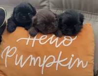 Jolene , a female Shih Tzu for sale in Avondale, AZ – 6 of 6