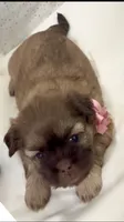 Spice cake , a female Shih Tzu for sale in Avondale, AZ – 3 of 3