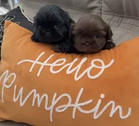 Jolene , a female Shih Tzu for sale in Avondale, AZ – 5 of 6