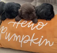 Dolly, a female Shih Tzu for sale in Avondale, AZ – 6 of 6