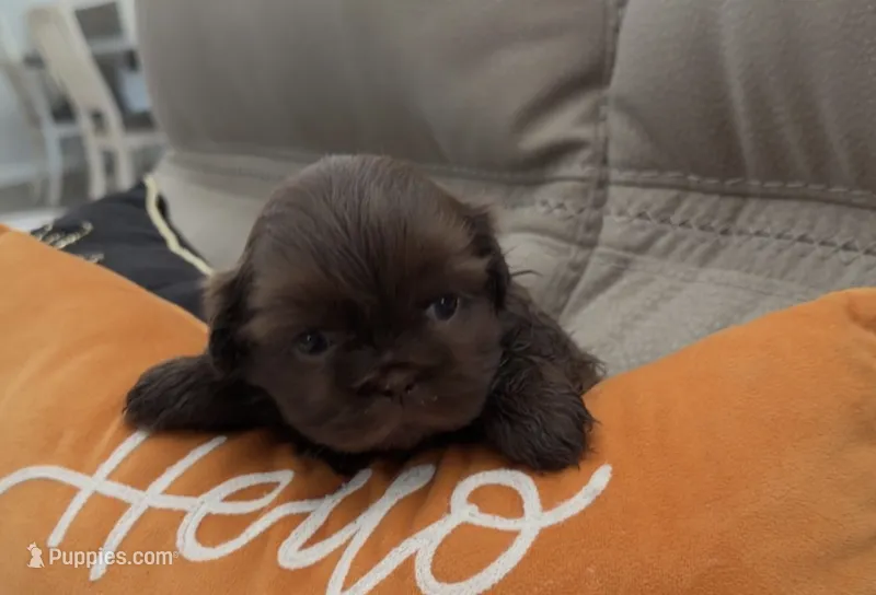 Dolly – Shih Tzu puppy for sale in Avondale, AZ