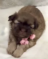 Spice cake , a female Shih Tzu for sale in Avondale, AZ – 2 of 3