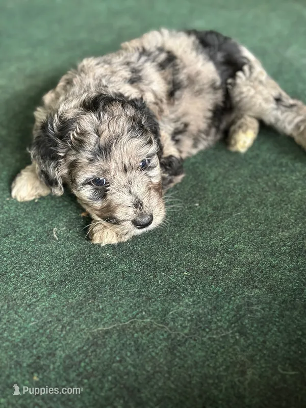 Mia  – Aussiedoodle puppy for sale in Saratoga Springs, NY
