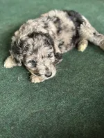 Mia , a female Aussiedoodle for sale in Saratoga Springs, NY – 1 of 1