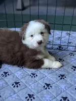 Rocket , a male Australian Shepherd for sale in Saratoga Springs, NY – 1 of 4