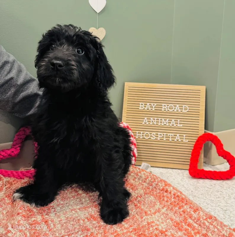 Raven  – Australian Shepherd, Aussiedoodle puppy for sale in Saratoga Springs, NY