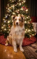 Raven , a female Australian Shepherd and Aussiedoodle for sale in Saratoga Springs, NY – Photo 2 of 3