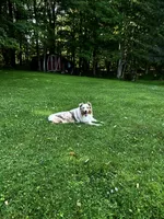 Rocket , a male Australian Shepherd for sale in Saratoga Springs, NY – 4 of 4