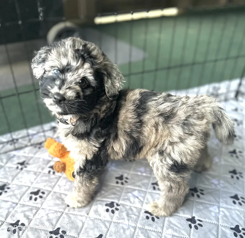 Mia  – Aussiedoodle puppy for sale in Saratoga Springs, NY