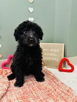Charlie , a female Australian Shepherd and Aussiedoodle for sale in Saratoga Springs, NY – Photo 2 of 4