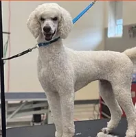 Charlie , a female Australian Shepherd and Aussiedoodle for sale in Saratoga Springs, NY – Photo 4 of 4
