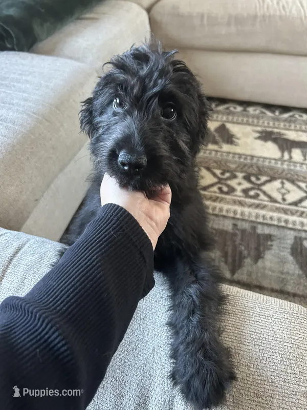 Charlie  – Australian Shepherd, Aussiedoodle puppy for sale in Saratoga Springs, NY