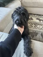 Charlie , a female Australian Shepherd and Aussiedoodle for sale in Saratoga Springs, NY – Photo 1 of 4