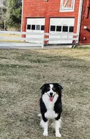 Rocket , a male Australian Shepherd for sale in Saratoga Springs, NY – 2 of 4