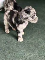 Dallas , a male Aussiedoodle for sale in Saratoga Springs, NY – 2 of 4