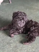 Teddy, a female Aussiedoodle for sale in Saratoga Springs, NY – 1 of 1
