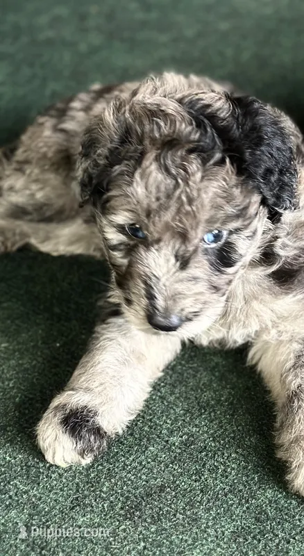Dallas  – Aussiedoodle puppy for sale in Saratoga Springs, NY