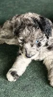 Dallas , a male Aussiedoodle for sale in Saratoga Springs, NY – 1 of 4
