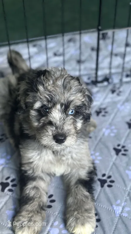 Dallas  – Aussiedoodle puppy for sale in Saratoga Springs, NY