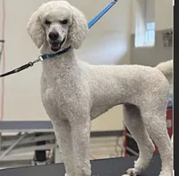 Dallas , a male Aussiedoodle for sale in Saratoga Springs, NY – 3 of 4