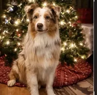 Dallas , a male Aussiedoodle for sale in Saratoga Springs, NY – 4 of 4