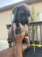 Yellow, a female Cane Corso for sale in Devine, TX – 2 of 2