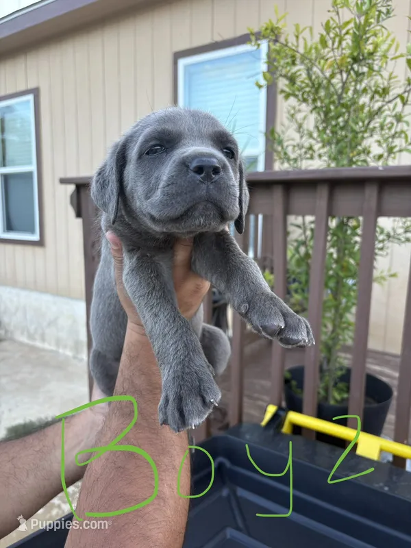 Green – Cane Corso puppy for sale in San Antonio, TX