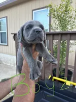Green, a male Cane Corso for sale in Devine, TX – 1 of 2