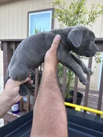 Orange, a male Cane Corso for sale in Devine, TX – 2 of 2