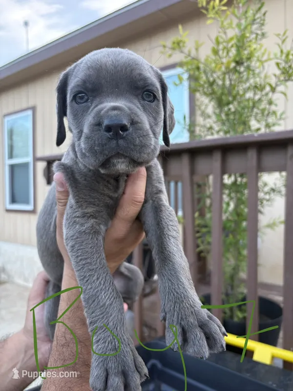Army – Cane Corso puppy for sale in San Antonio, TX
