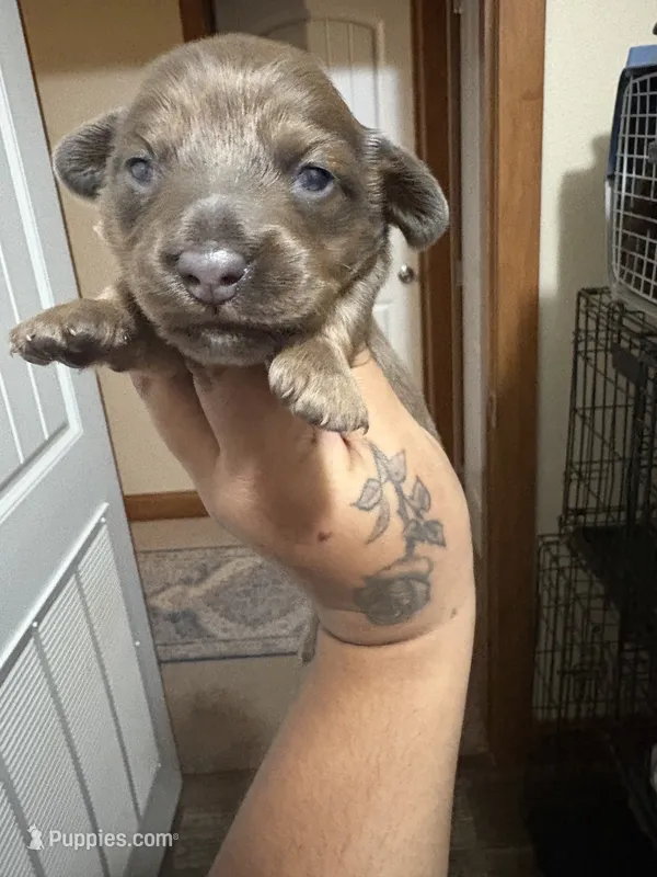 Rumi – Miniature Dachshund puppy for sale in Devine, TX