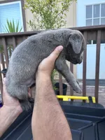 Black, a male Cane Corso for sale in Devine, TX – 2 of 2