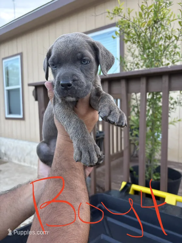 Red dark – Cane Corso puppy for sale in San Antonio, TX