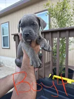 Red dark, a male Cane Corso for sale in Devine, TX – 1 of 2