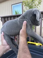 Sky Blue, a male Cane Corso for sale in San Antonio, TX – 2 of 3