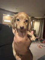 Buddy, a male Miniature Dachshund for sale in Devine, TX – 2 of 3