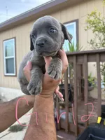 Pink, a female Cane Corso for sale in Devine, TX – 2 of 2