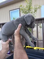Army, a male Cane Corso for sale in Devine, TX – 2 of 2