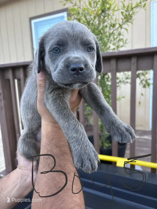Black – Cane Corso puppy for sale in San Antonio, TX